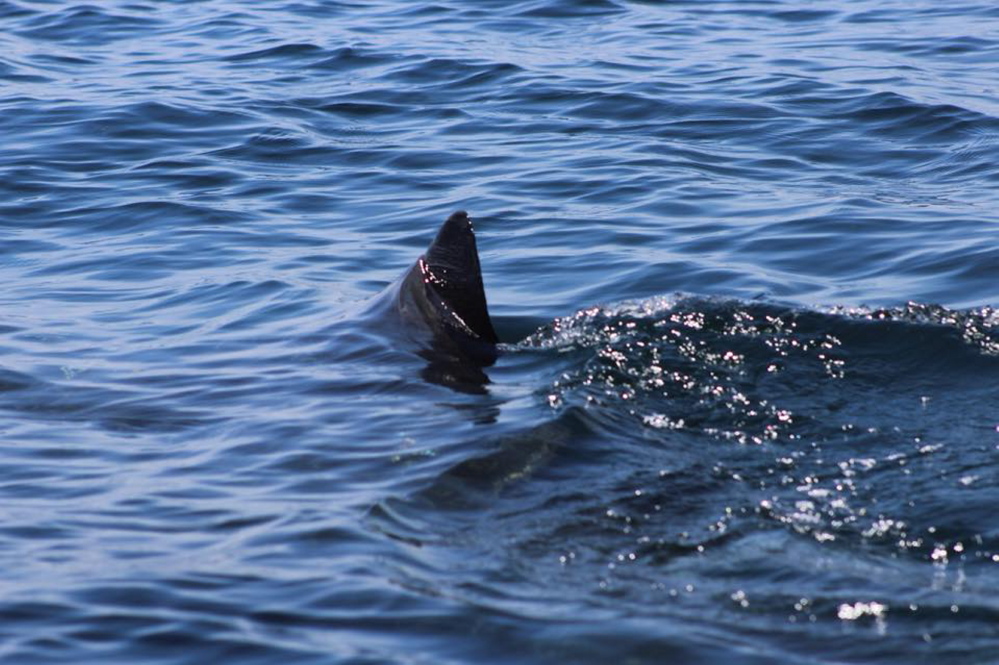 The fin of what is believed to be a great white shark that was spotted Saturday afternoon a mile off Moody Beach. 