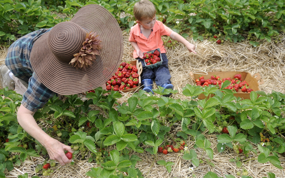 Cole Arbour, 4, helps his grandmother Jeanne Rocque pick berries Monday at Stevenson’s Strawberries in Wayne. 