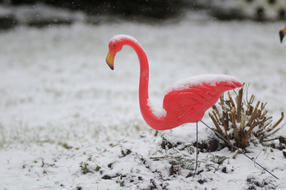 Snow falls on a pink flamingo lawn ornament in Pottsville, Pennsylvania, in this Feb. 8, 2012, photo.