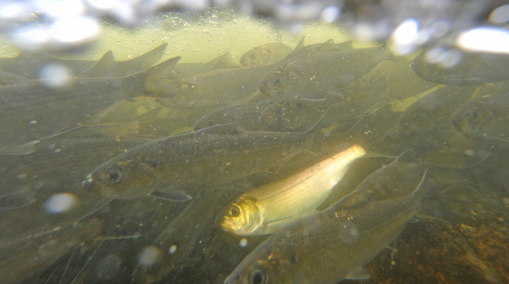The increase in alewives is widely cheered, as scientists agree that the fish will benefit the St. Croix River ecosystem.
.