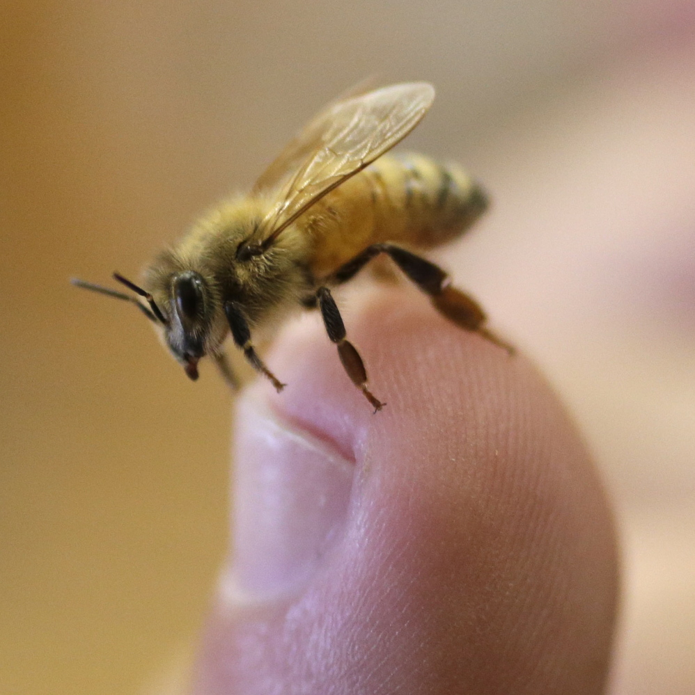 With one-third of Norway’s native bee species endangered, Oslo steps in to help.