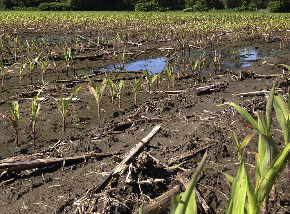 Corn grows slowly in a rain-soaked field on Friday in Plainfield, Vt. The abundant rain in June after a dry spring made some fields too muddy for farm machinery and has delayed the crucial first cutting of hay for livestock in some parts of northern New England.