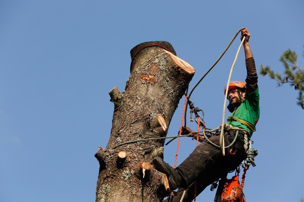 On the Job: Climbing Arborist knows the ropes