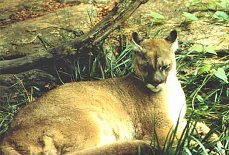 Wildlife officials in 21 eastern states say the eastern cougar has vanished from the region. U.S. Fish & Wildlife Service photo via Wikipedia