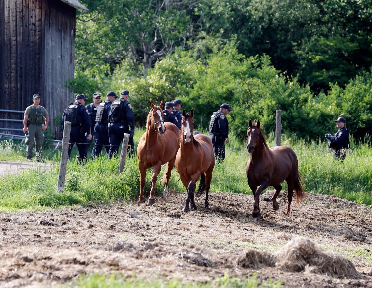 Law enforcement officers walk past horses while searching two prisoners who escaped from the Clinton Correctional Facility on Saturday. The Associated Press