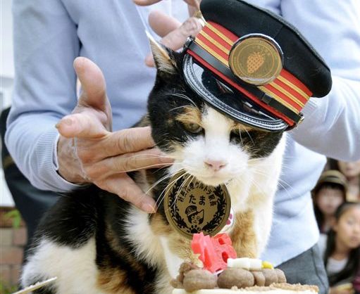 Tama, Japan’s feline star of a struggling local railway, receives a birthday cake on her 16th birthday in this In this April 29, 2015, photo. Tama died of a heart failure on June 22. Kyodo News via AP