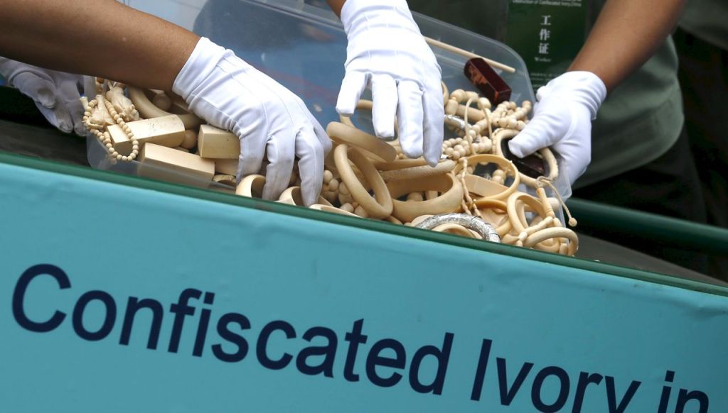 Government officials place ivory products on a conveyor belt to a crusher at a confiscated ivory destruction ceremony in Beijing, on May 29, 2015. The Chinese government destroyed 660 kilograms of confiscated ivory on at the event co-hosted by China's State Forestry Administration and the General Administration of Customs of China. Reuters
