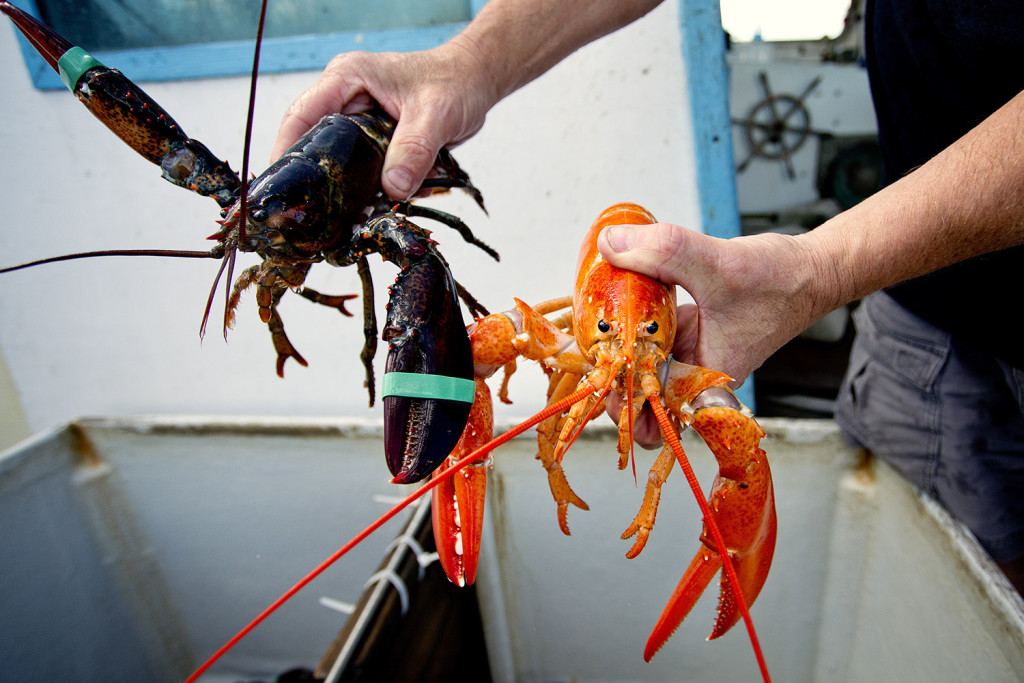 Bill Coppersmith of Windham holds a normal looking lobster next to a bright orange lobster that he caught while fishing in deepwater canyons in the Gulf of Maine with his steersman Brian Skillings.  Gabe Souza/Staff Photographer