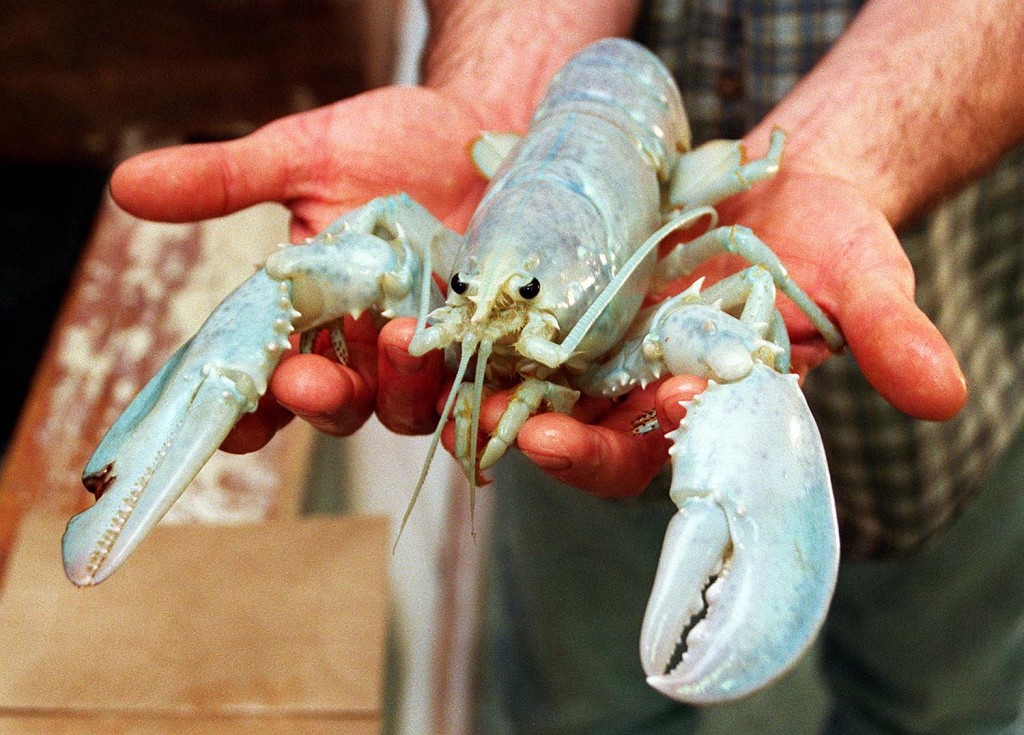 In this November 12, 1997 file photo William Coppersmith holds a white lobster he caught in Casco Bay. Jack Milton/Staff Photographer