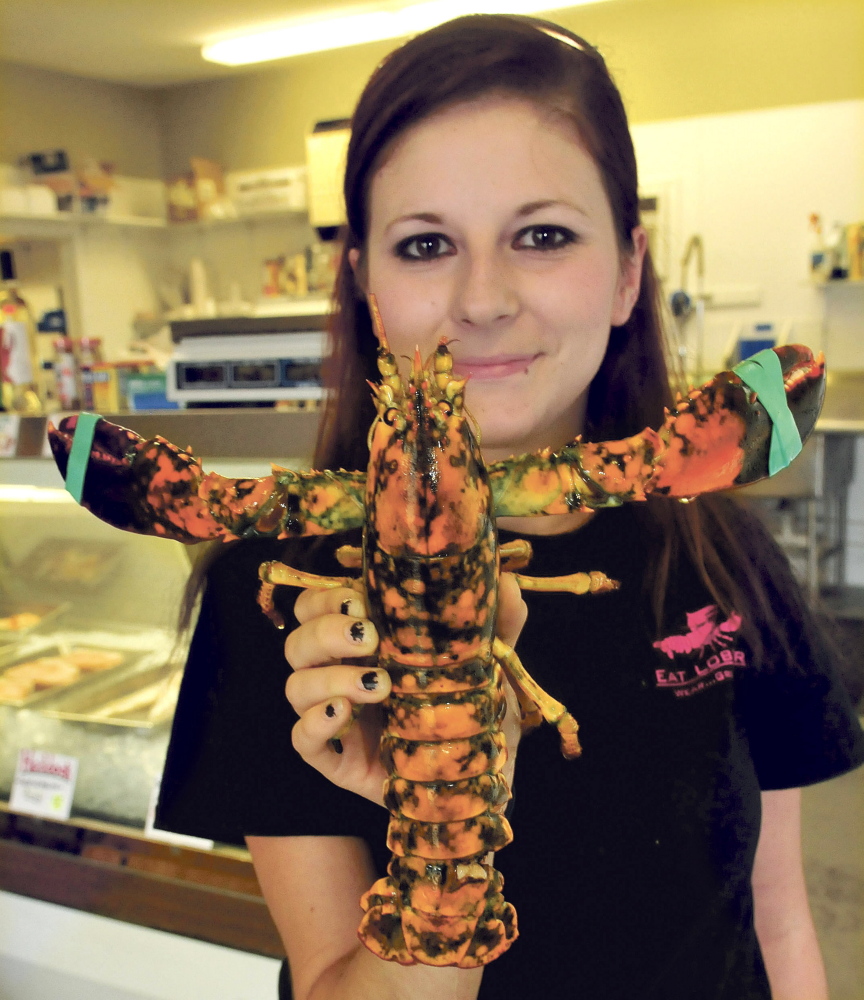 Jenny Peterson, a 201 Market employee, holds a rare calico lobster at the Skowhegan business on Thursday. Owner Chris Foster said the lobster is not for sale and he’ll probably donate it to an aquarium.