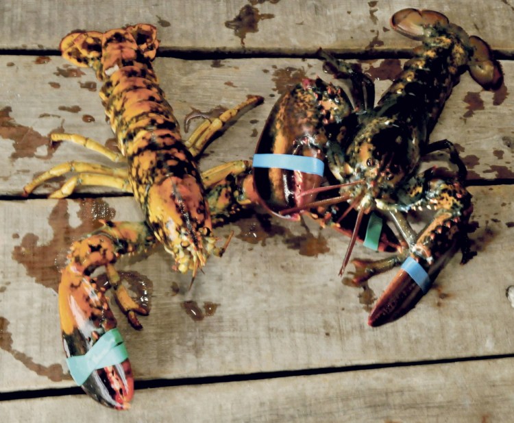 A rare calico lobster, at left, beside a normal lobster at 201 Market store in Skowhegan on Thursday.