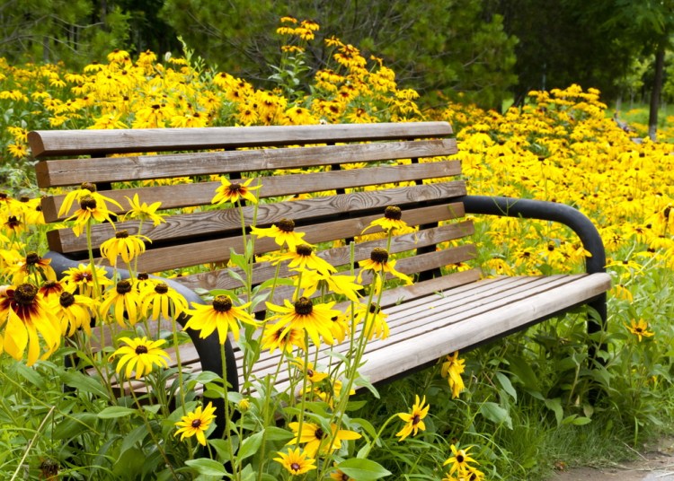 It's a great time of year to plant perennials like black-eyed Susans.
