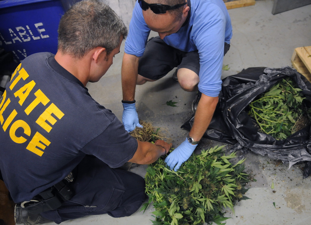 Maine State Police Sgt. Jon Leach, left, and Trooper Chris Rogers cut the stems off marijuana plants Tuesday at the state police barracks in Augusta. The plants were seized at a building in West Gardiner.