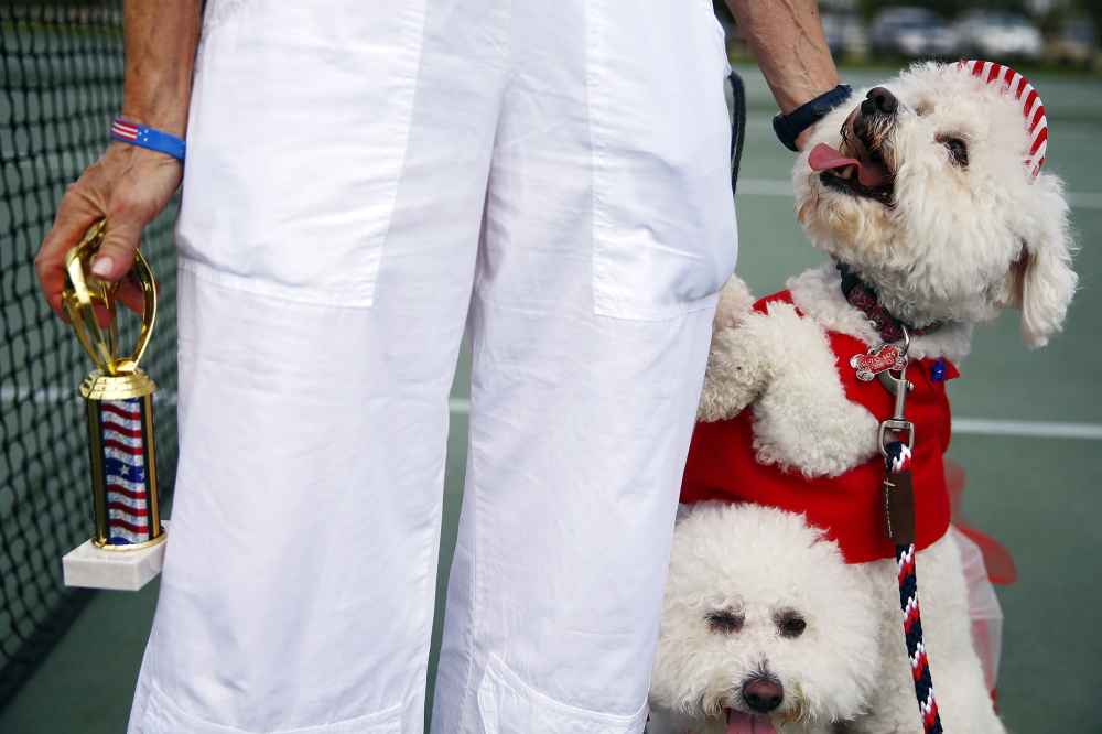 Though these dogs at a Stars & Stripes-themed patriotic parade in Florida are calm, many dogs hurt themselves by leaping over or digging under fences to flee pops and explosions. Now social media is often used to unite missing pets and their owners.