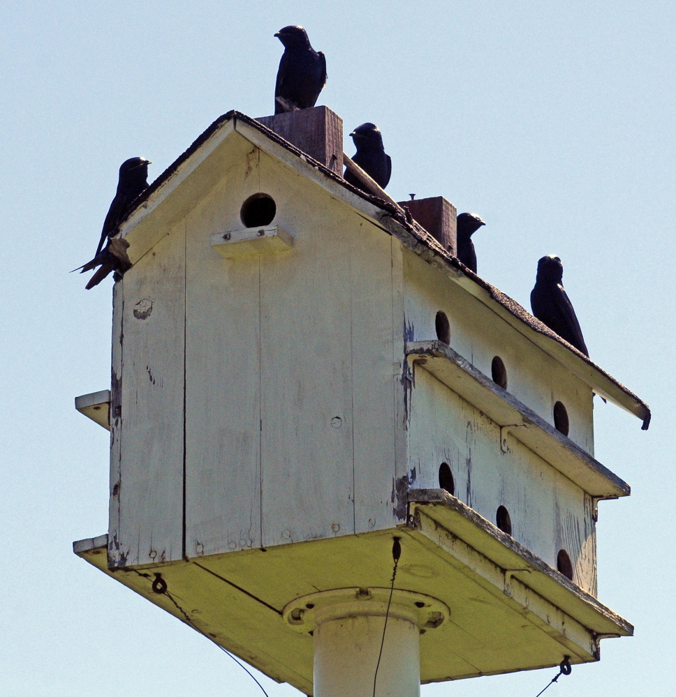 Purple martins, the largest of the swallows, roost on one of their houses in Belgrade, home to a colony of martins since 1909 and popular with out-of-state birders.