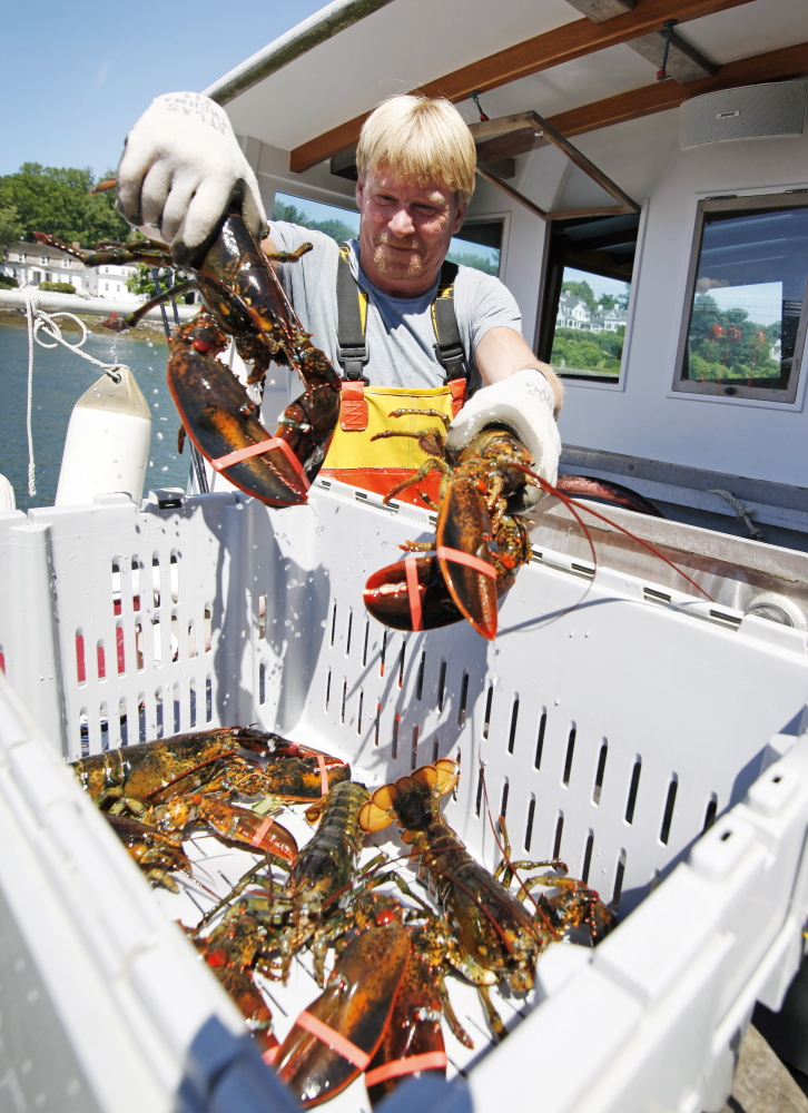 Ken Dotson unloads some of the larger hard-shell lobsters caught on board the Agamenticus last week. Lobster prices are relatively high right now; fishermen are getting paid about $4 per pound for soft-shell lobsters and $6 a pound for hard-shells.