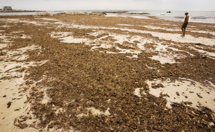 A mass of seaweed deposited during a June storm covers much of the sand on Bathhouse Beach at Biddeford Pool. Officials have spent the week fielding calls, emails and Facebook comments about it, including one post calling it “Seaweedgate.”