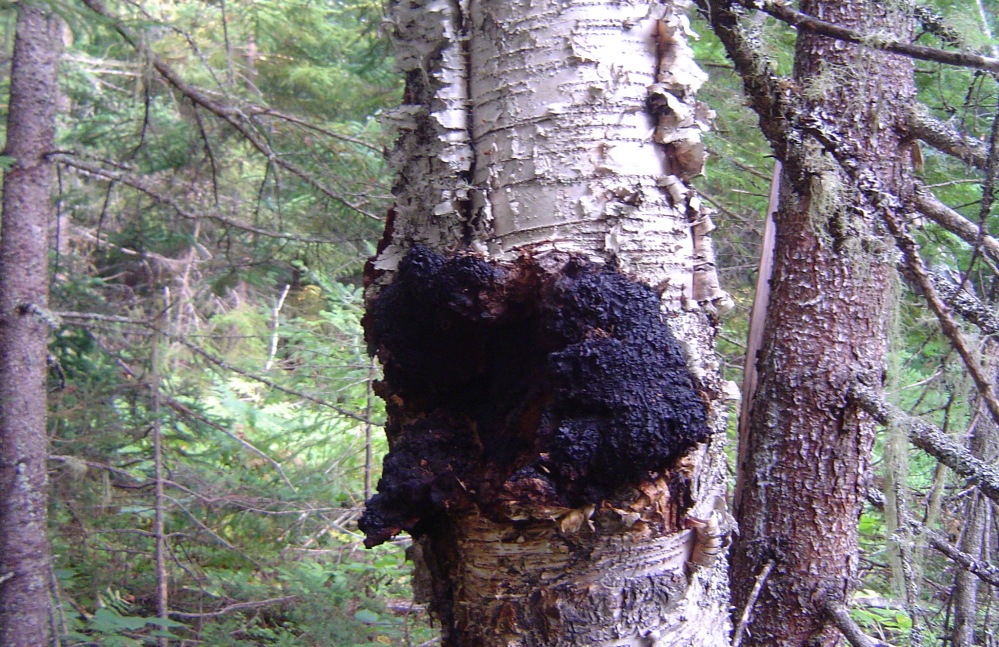 A chaga mushroom grows out of a birch tree in northern Maine. Some people drink an ostensibly medicinal tea made from this fungus.