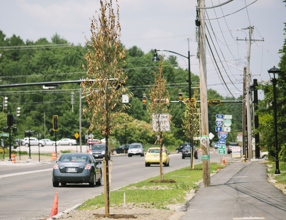 New trees that are withering on the side of Route 1 in Falmouth will be replaced by the general contractor for the town’s roadway redesign project.