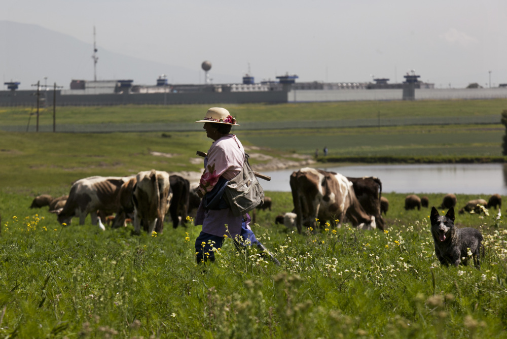Eva Salazar Sanchez grazes cattle in a meadow near the Altiplano maximum security prison, seen in the background, in Almoloya, west of Mexico City, on Monday. A widespread manhunt failed to turn up any trace of Mexican drug kingpin Joaquin “El Chapo” Guzman more than 24 hours after he escaped through an underground tunnel from Altiplano.