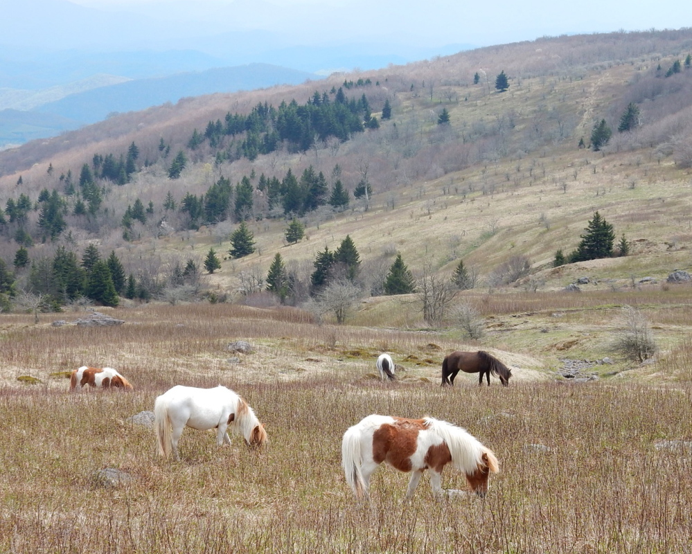 Feral ponies, about the size of Shetlands, graze in a meadow on Mount Rogers, where they roam freely.
