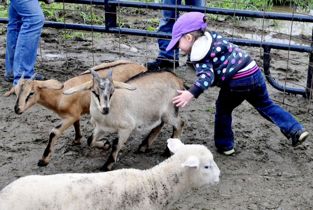 Bellatrix Grant gently chases goats and lambs inside a pen at the Caverly Farm in Clinton during Open Farm Day on Sunday.