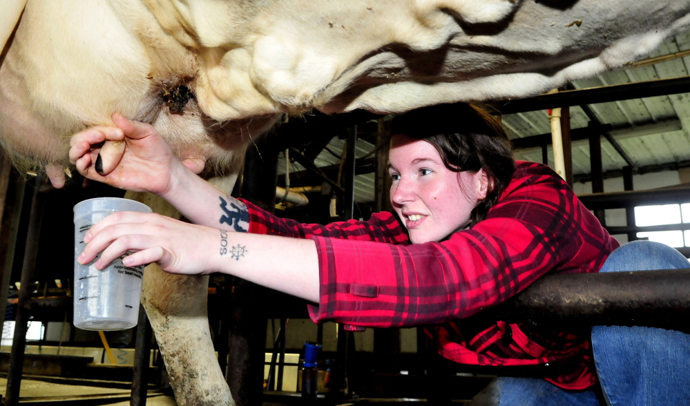 Jazzy Osborn takes advantage of Open Farm Day to milk a cow by hand at Caverly Farms in Clinton.