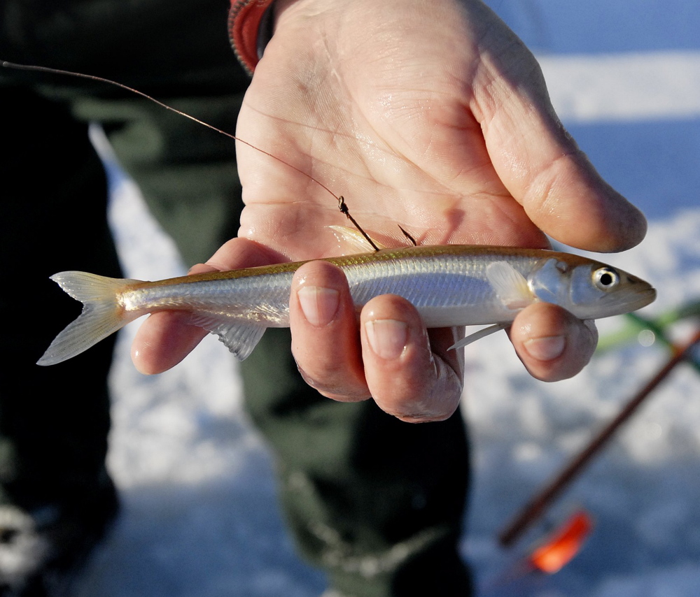 Tim Jackson holds a freshwater smelt he was using as bait. Smelt camp proprietors and state officials say the fish have been more abundant this year. 2010 Press Herald file photo/Shawn Patrick Ouellette