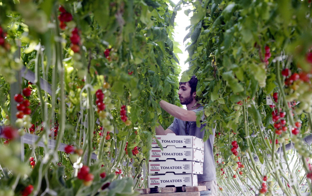 PORTLAND, ME - APRIL 24: Nicholas Satmary picks cherry tomatoes at Olivia's Garden's in New Gloucester Friday, April 24, 2015. (Photo by Shawn Patrick Ouellette/Staff Photographer)