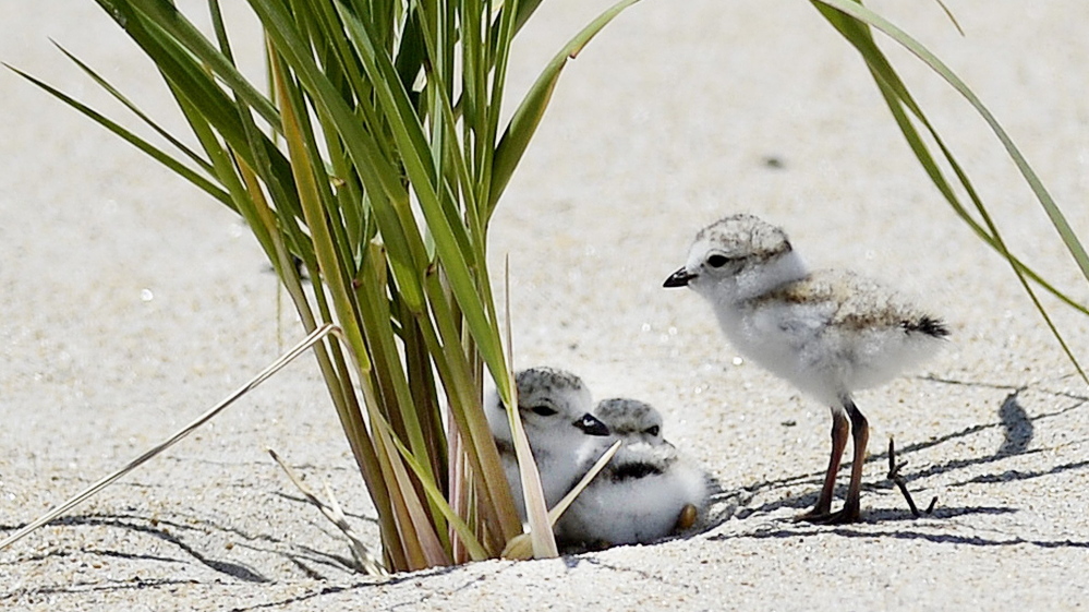 Young piping plovers spend time in the dunes of Old Orchard Beach in June 2014.