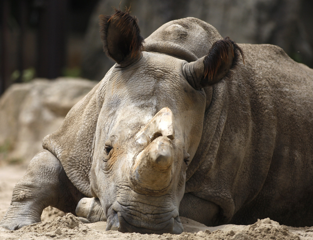 Nabire at the zoo in Dvur Kralove, Czech Republic in 2011. She was one of only five white rhinoceroses in the world.