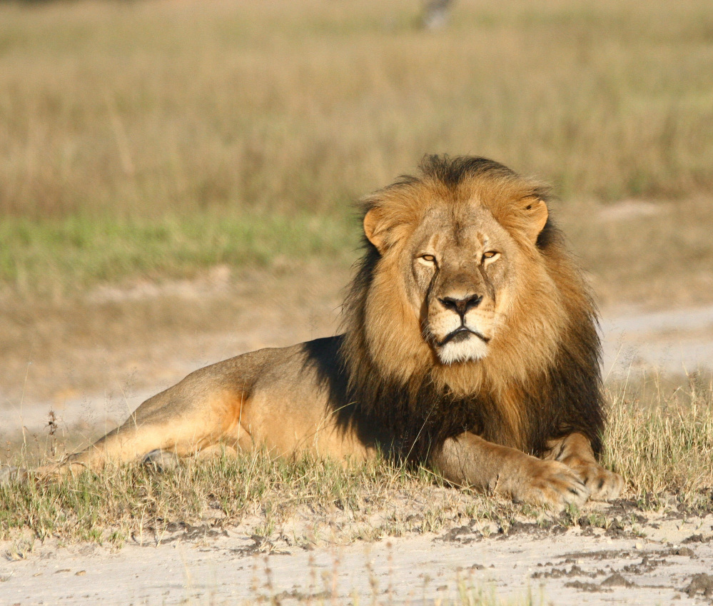 Cecil the lion was shot with a crossbow by Minnesota dentist Dr. Walter Palmer.  The wounded animal was then tracked for more than 40 hours before Palmer fatally shot it with a gun.