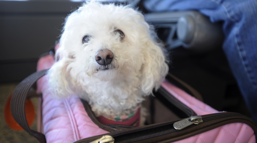 Nena, a poodle-Bichon frise mix, sits in her carrier after Tony Corrao, Victoria Torres and Mayra Cuevas were booted off a JetBlue flight because the carrier would not fit completely under a seat.