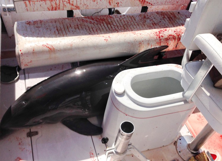 Dirk Frickman took this photo of the dolphin that leaped onto his boat and crashed into his wife, Chrissie Frickman, breaking both her ankles near Dana Point, Calif., on June 21, 2015. 