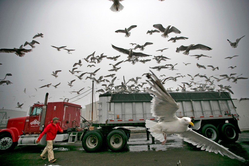 Fisherman Neil Herrick attempts to scare away gulls from a tractor-trailer full of fresh herring on  July 8 in Rockland. The persistent gulls were able to find a gap in the protective covering almost immediately after the truck parked, gaining access to an easy meal. Robert F. Bukaty / The Associated Press