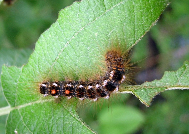 The browntail moth caterpillar damages trees and has prickly hairs covering its body, and hairs cause skin rashes.