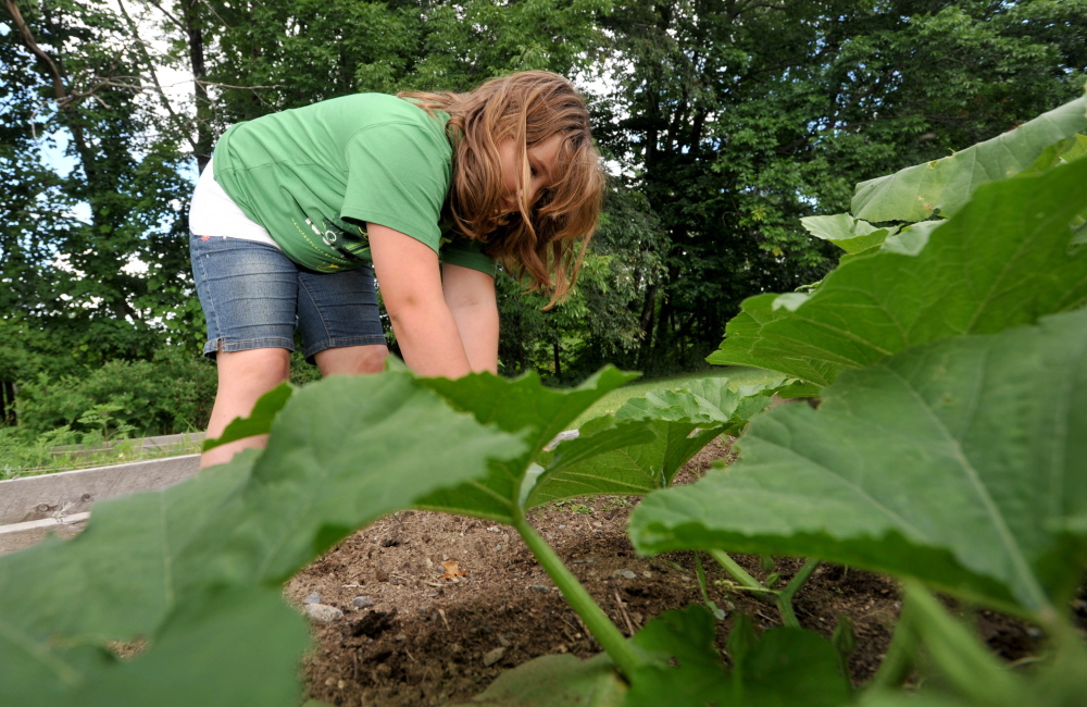 Dory Lombardo, 9, picks weeds from the raised garden beds at the Cornville Charter School in Cornville on Friday. The school’s new agricultural program was made possible with a grant from Maine Agriculture in the classroom.
