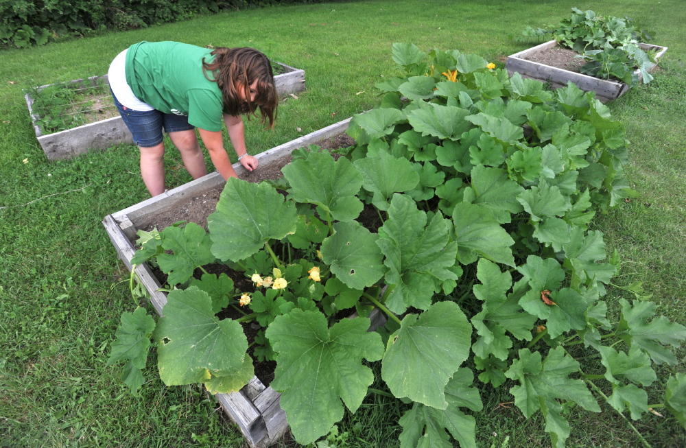 Dory Lombardo, 9, picks weeds from the raised garden beds at the Cornville Charter School in Cornville on Friday. The school’s new agricultural program was made possible with a grant from Maine Agriculture in the classroom.