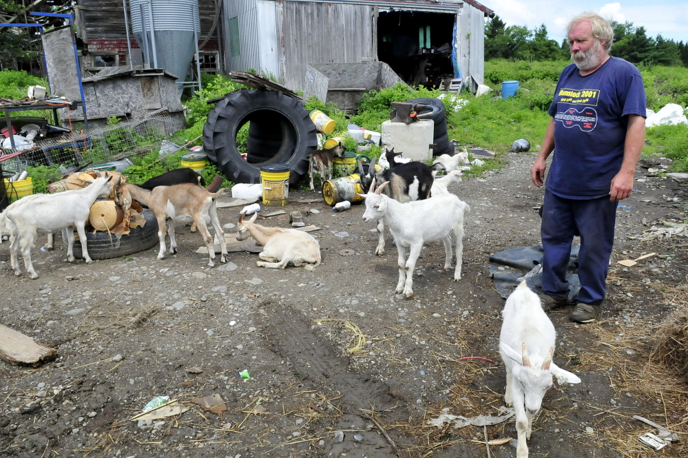 Farmer Mark Gould and his goats congregate around his farm in Sidney on July 24, 2014.