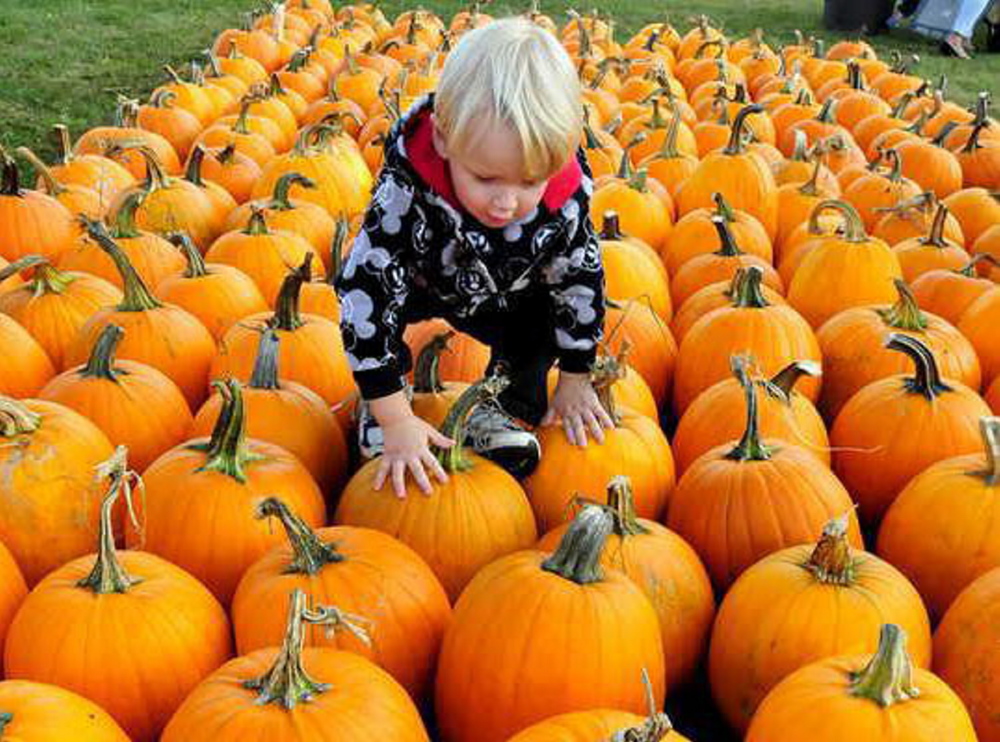 Gabriel Sweetland climbs over scores of pumpkins while picking one out to carve during the Harvest Festival in Waterville last year. The festival will be held in conjunction with the Festival at the Falls this year on Oct. 4.