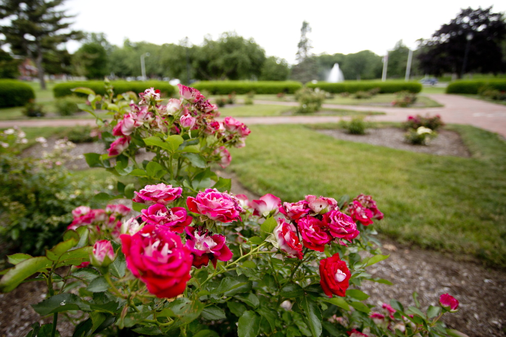 The Rose Circle in Portland's Deering Oaks. Gabe Souza/Staff Photographer
