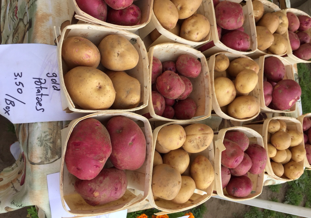 Potatoes fill that human need for comfort food. These are new potatoes from Litchfield’s Applewald Farm at the Brunswick Farmers Market. Laura McClandish photo