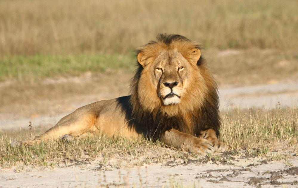 Zimbabwe’s National Parks and Wildlife Authority has suspended the hunting of lions, leopards and elephants outside of Hwange National Park, after the killing of Cecil.