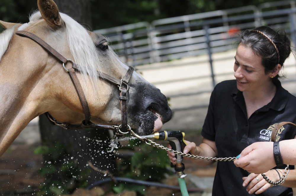 Stephanie Marcelonis sprays Shakira, who loves to play with water after training for the day, in Newton, N.H. Three horse trainers from the Merrimack Valley and New Hampshire have been working with wild mustangs as a part of a nationwide program whose goal is to get them adopted after they compete in an event this weekend.