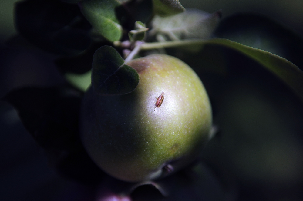 A damaged apple at Lakeside Orchards in Manchester, which was hit by a hail storm on Saturday.