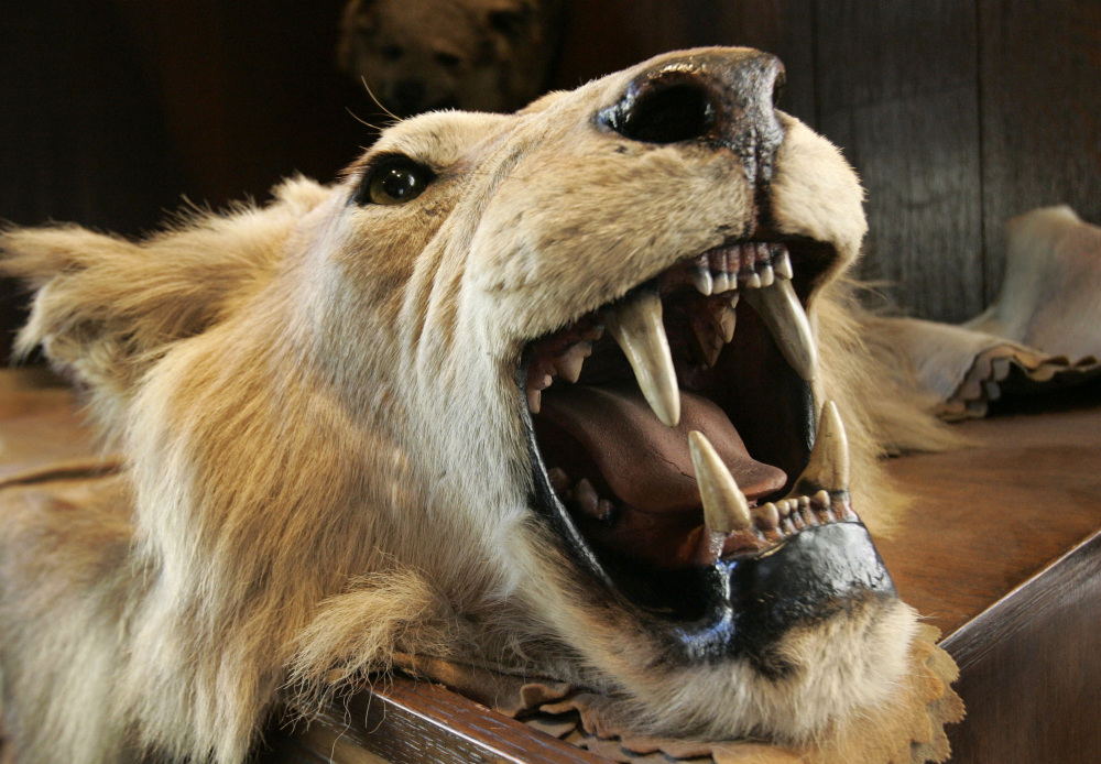 Theodore Roosevelt’s hunts might provoke an outcry today, with one of his trophies being this lion’s head that hangs at New York’s The Explorers Club.