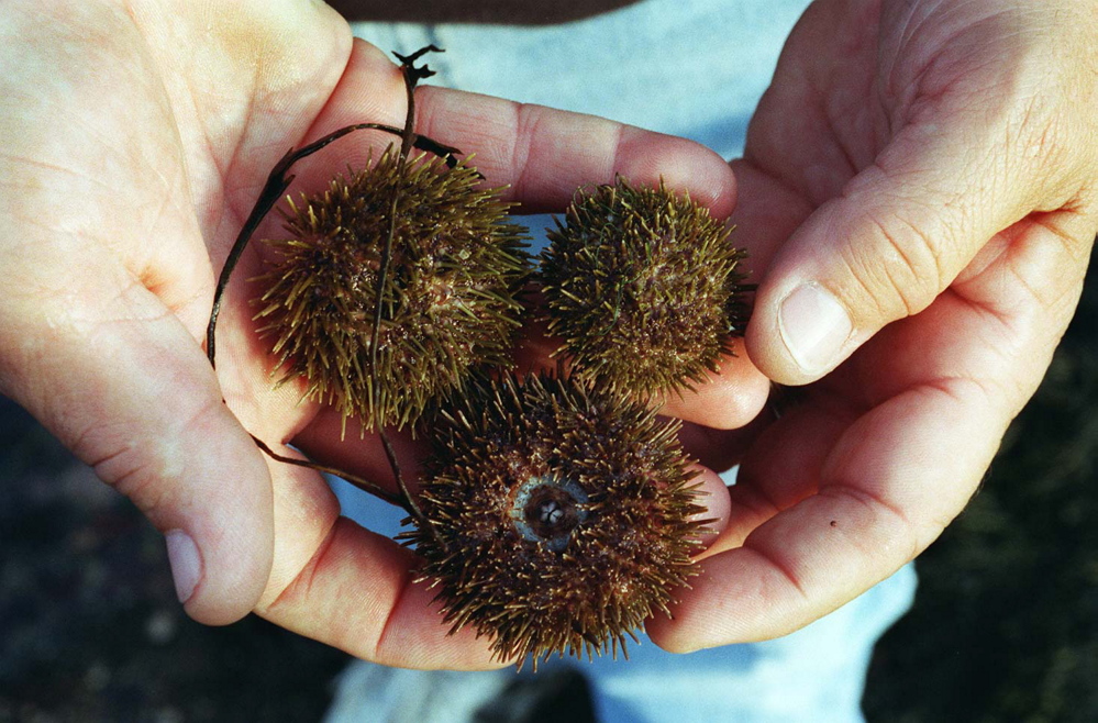 Sea urchins are subject to inspection when entering Maine from Canada and when they're exported from the country. That slows the process of getting the perishable product to market.
