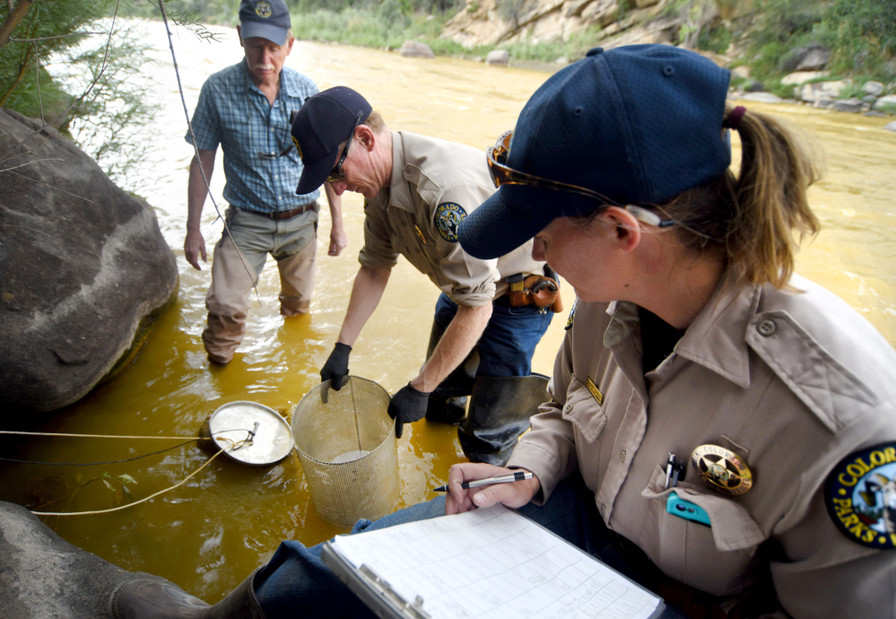 Stephanie Schuler, right, and Steve McClung, center, of Colorado Parks & Wildlife, and Mike Japhet, a retired aquatic biologist working with CP&W, check on cages with rainbow trout fingerlings on Friday on the Animas River.
The Associated Press