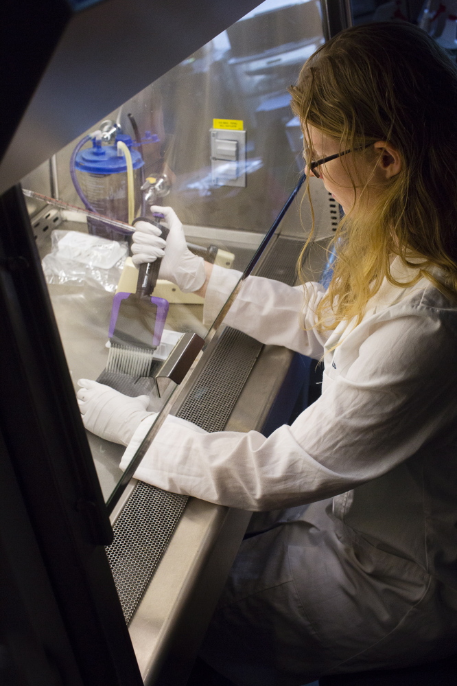 Technician Katie Edwards transfers cells onto plates as part of research at UNE’s Center for Excellence in Neuroscience. The National Institutes of Health recently awarded a $4.5 million grant to researchers at UNE and an Alabama institute.