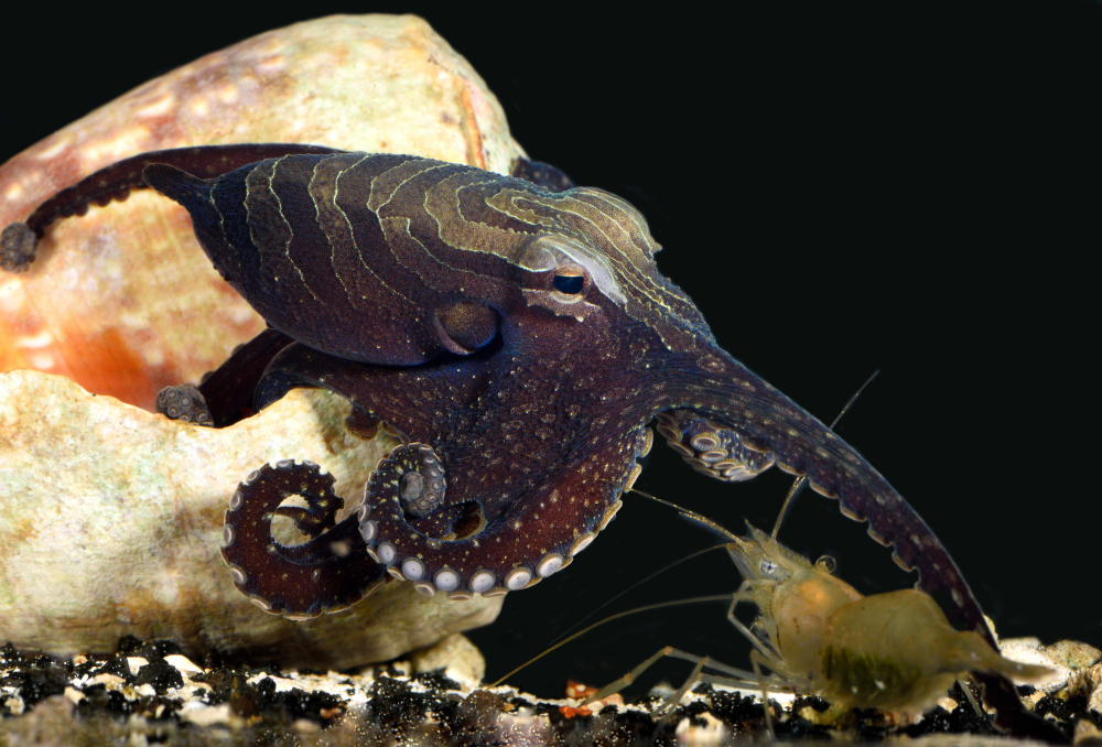 An LPSO male A15 canteleve large Pacific striped octopus goes after a shrimp. Roy L. Caldwell via The Associated Press